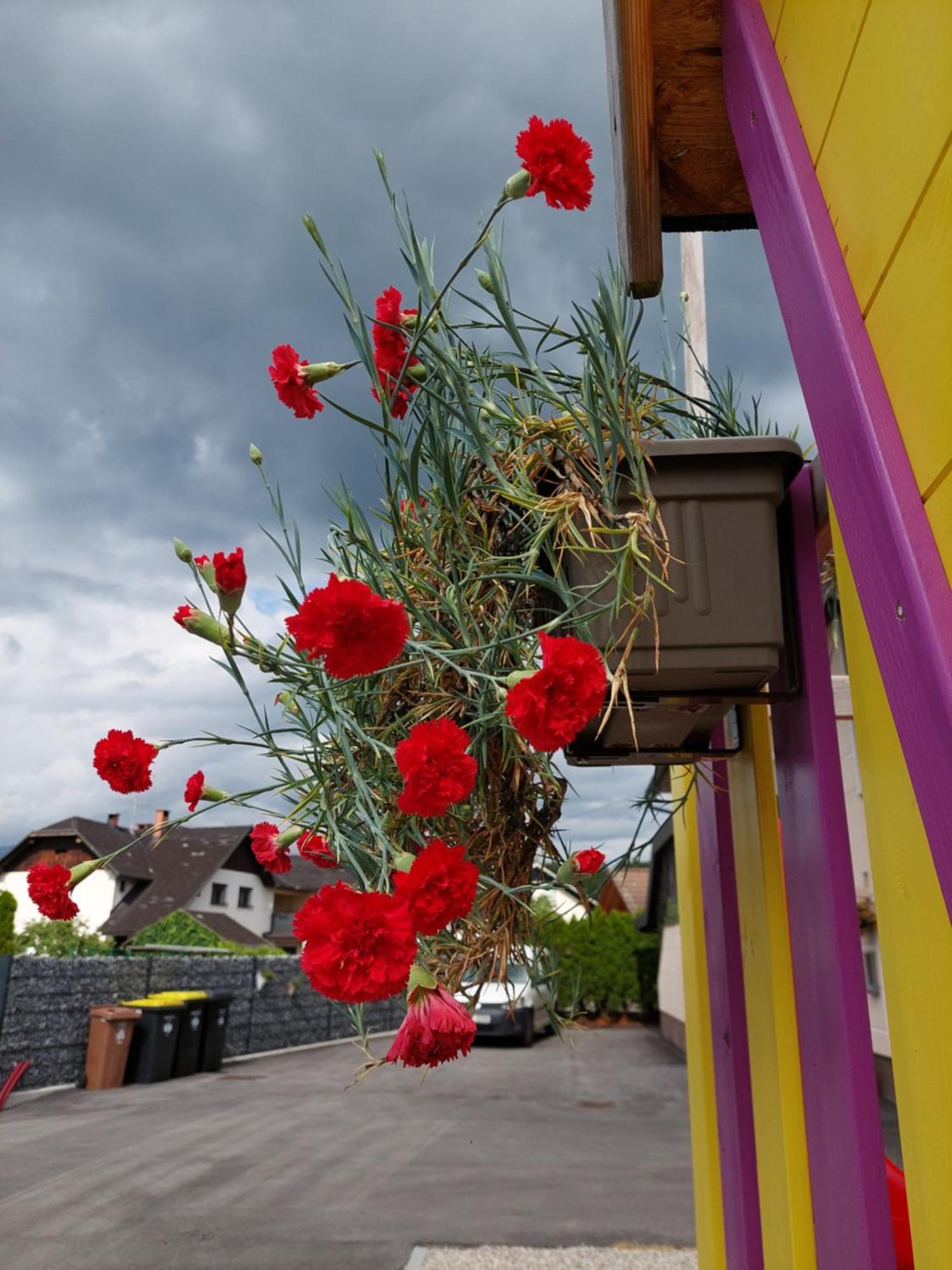 Apartma Zirovnik Cerklje na Gorenjskem Exteriér fotografie
